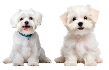Set of Cute Maltese White Dogs: Puppies and Adult Maltese Dogs Sitting, Isolated on Transparent Background, PNG - obrazy, fototapety, plakaty