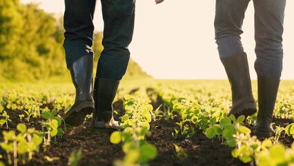 agriculture concept. farmer rubber boots walks field sunset. farmer's boots walking soybeans....