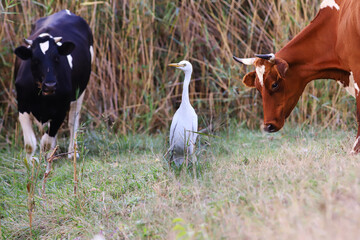 An unexpected and unnatural rivalry. Two cows share a territory with ..  a white heron.