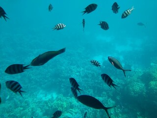 The underwater world of the sea with corals and schools of fish. High quality photo