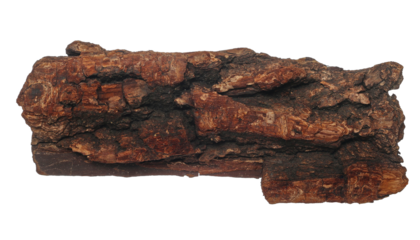 Old rotten bark, putrid conifers isolated on white, clipping path
