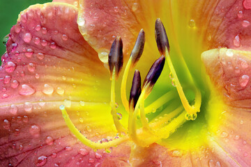 Macrophotograph of raindrops on daylily blossom with rose colored petals and yellow-green throat. Note refraction of blossom in tiny droplets clinging to pistil and pollen-bearing stamens. - obrazy, fototapety, plakaty