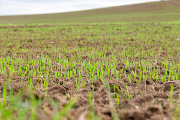 Green Rebirth: New shoots in the foreground in a ground-level view of a crop field.