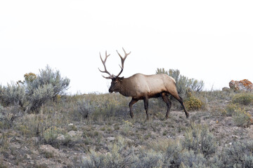 Male elk in Yellowstone on a ridge overlooking his harem during rutting season