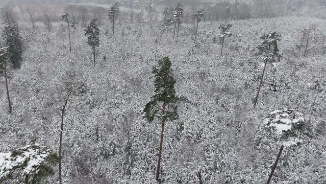 Snowy forest aerial view