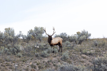 Male elk in Yellowstone on a ridge overlooking his harem during rutting season