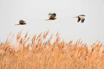 Western marsh harrier (Circus aeruginosus), a large bird of prey flies low over the reeds at the...