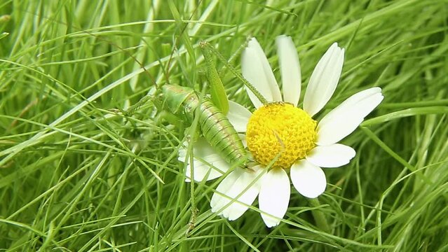 A grasshopper sits on a chamomilla flower. An insect on a blooming plant