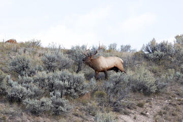 Male elk in Yellowstone on a ridge overlooking his harem during rutting season