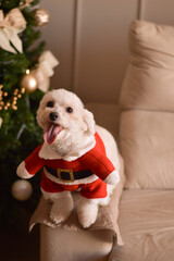 cachorro poodle feliz com roupa de papai noel sentado no sofá ao lado da árvore de natal