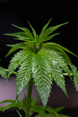 Cannabis plant with leaves covered with water droplets