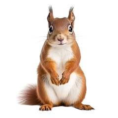 Obraz premium Cute squirrel in white background