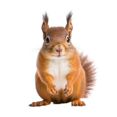 Cute squirrel in white background