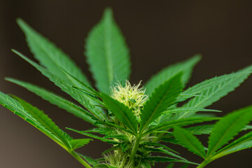 Young buds growing between the leaves of a cannabis plant