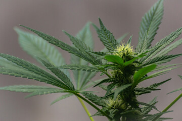 Young buds growing between the leaves of a cannabis plant