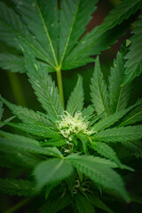 Young buds growing between the leaves of a cannabis plant