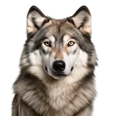 Poster Wolf, face shot isolated on transparent background © Nate