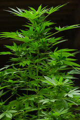 Young buds growing between the leaves of a cannabis plant