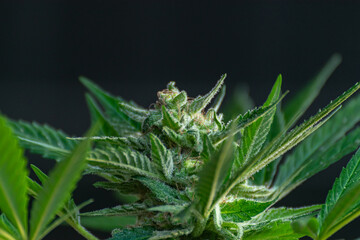 Detail of a cannabis plant with mature buds