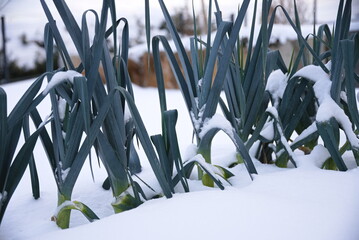 schneebedeckter Lauch im Gemüsegarten - Porree im Winter