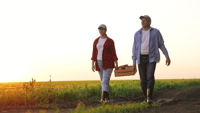 Agriculture. woman man farmer carrying box vegetables across field. farmer agronomist work team two people. Farmers walk along green field sunset. agriculture business concept. healthy fresh food sale