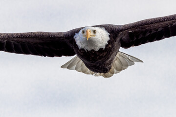 Soaring Bald Eagle Close up