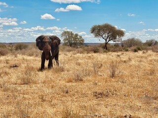 Elephant in Kenya