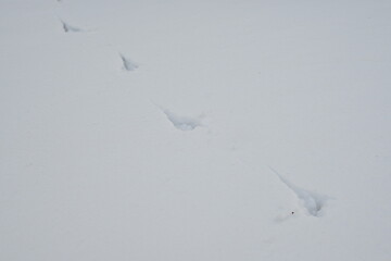 bird tracks in the snow, white surface of snow, white surface of snow, asphalt under snow 
