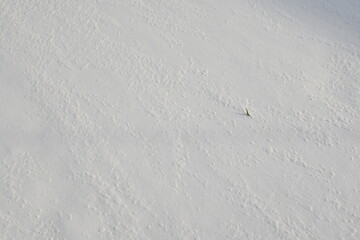 snow texture, white snow surface as a background 