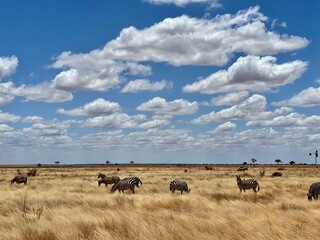 herd of zebras