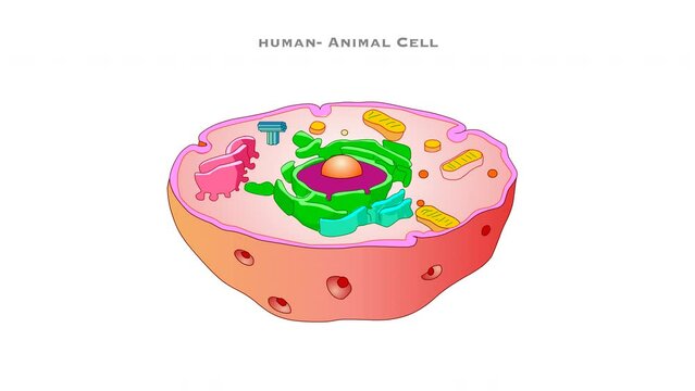 Human animal cell diagram animation. Structure organelles, components. Cytoplasm membrane, lysosomes, cytoskeleton mitochondria, endoplasmic reticulum, nucleolus golgi apparatus. Parts footage.
