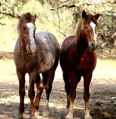 Bonded Pair of Salt River Wild Horses 