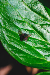 Vibrant green leaf hosts a tiny fly, a close-up masterpiece of nature's beauty. Perfect for projects celebrating biodiversity and the art of nature photography