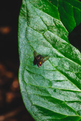 Vibrant green leaf hosts a tiny fly, a close-up masterpiece of nature's beauty. Perfect for projects celebrating biodiversity and the art of nature photography