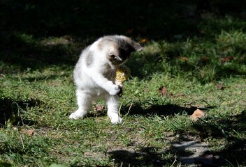a little kitten is playing with a coiled thread