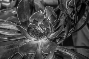 Succulent B&W