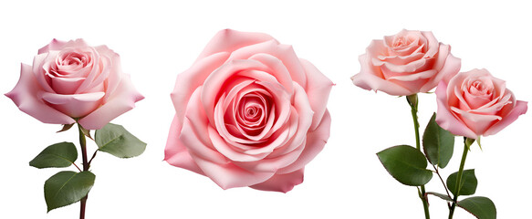 Set of Beautiful Pink Rose Blooms: A Dual Perspective from Side and Top Views, Isolated on Transparent Background, PNG