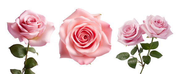Set of Beautiful Pink Rose Blossoms: Showcasing Side and Top Perspectives, Isolated on Transparent Background, PNG