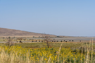 Manada de bisontes en la Isla Antelope en Septiembre del 2021