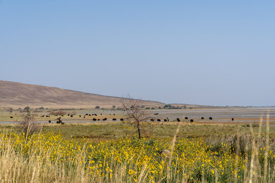 Manada de bisontes en la Isla Antelope en Septiembre del 2021