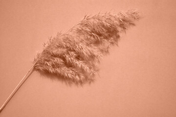Dry branch of pampas grass on a beige background. Monochrome. Vertical image. Flat lay, place for...
