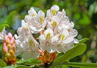 Obraz premium Rhododendron in the Summer Sun