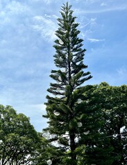pine tree against sky