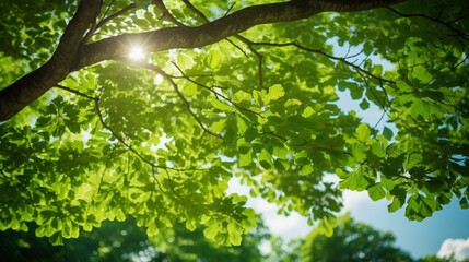 Fototapeta na wymiar Beautiful leafy tree canopy on a sunny summer's day