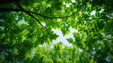 Fototapeta na wymiar Beautiful leafy tree canopy on a sunny summer's day