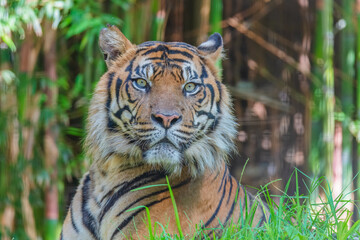 Sumatran Tiger