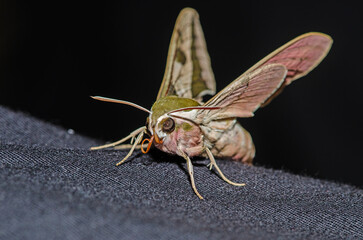 Moth butterfly, Spurge Hawk, Hyles Euphorbiae