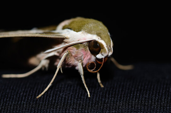 Moth butterfly, Spurge Hawk, Hyles Euphorbiae