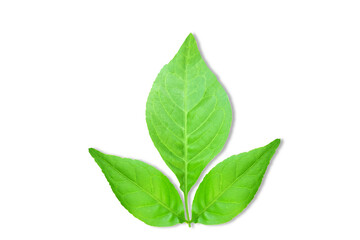  indian holy plant bael leaves commonly known in india as bael patra,bilva patra, bili patra used worship of hindu god shiva and traditional medicinal,cutout transparent background,png format - obrazy, fototapety, plakaty