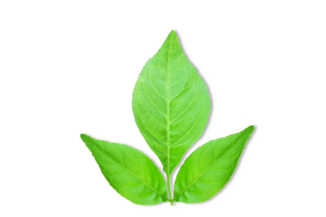  indian holy plant bael leaves commonly known in india as bael patra,bilva patra, bili patra used worship of hindu god shiva and traditional medicinal,cutout transparent background,png format